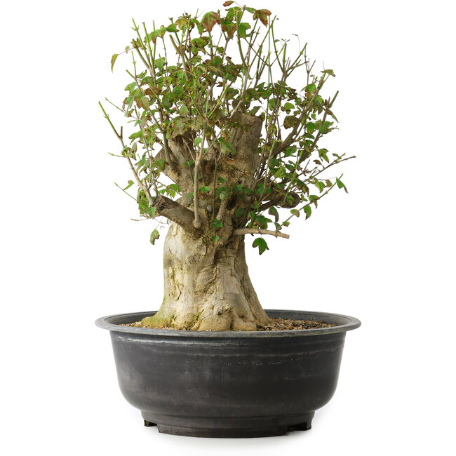 Acer buergerianum, 40 cm, ± 35 ans, avec un nebari de 18 cm