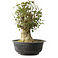 Acer buergerianum, 40 cm, ± 35 años, con un nebari de 18 cm