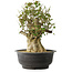 Acer buergerianum, 40 cm, ± 35 años, con un nebari de 18 cm