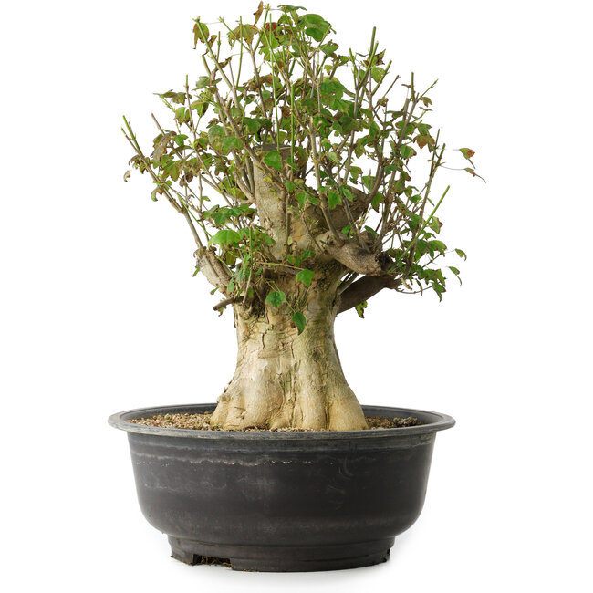 Acer buergerianum, 40 cm, ± 35 ans, avec un nebari de 18 cm