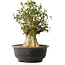 Acer buergerianum, 40 cm, ± 35 años, con un nebari de 18 cm