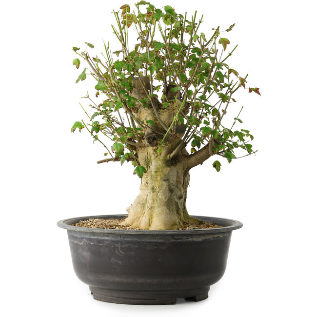 Acer buergerianum, 40 cm, ± 35 ans, avec un nebari de 18 cm