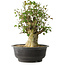 Acer buergerianum, 40 cm, ± 35 años, con un nebari de 18 cm