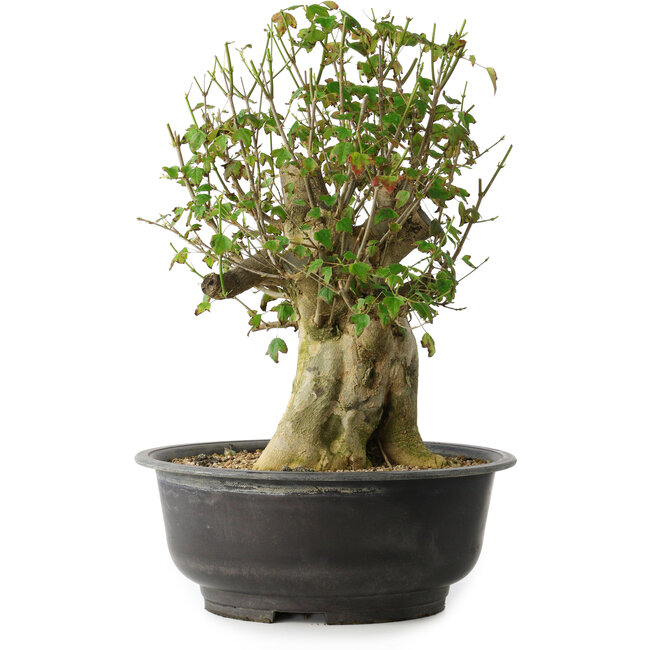 Acer buergerianum, 40 cm, ± 35 ans, avec un nebari de 18 cm