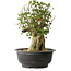 Acer buergerianum, 40 cm, ± 35 años, con un nebari de 18 cm