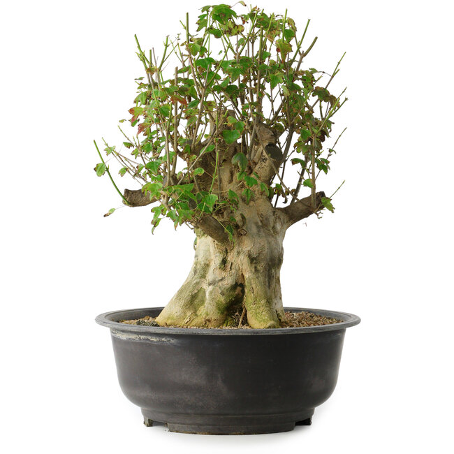 Acer buergerianum, 40 cm, ± 35 ans, avec un nebari de 18 cm