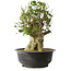 Acer buergerianum, 40 cm, ± 35 años, con un nebari de 18 cm