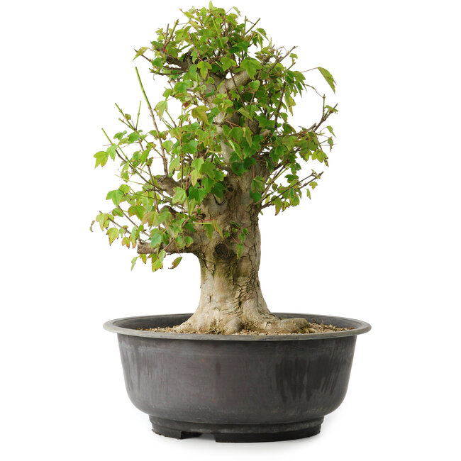 Acer buergerianum, 40,5 cm, ± 35 años, con un nebari de 18 cm