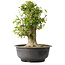 Acer buergerianum, 40,5 cm, ± 35 años, con un nebari de 18 cm