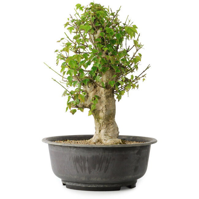 Acer buergerianum, 40,5 cm, ± 35 ans, avec un nebari de 18 cm