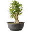 Acer buergerianum, 40,5 cm, ± 35 años, con un nebari de 18 cm