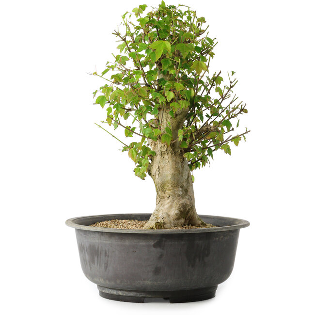 Acer buergerianum, 40,5 cm, ± 35 ans, avec un nebari de 18 cm