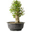 Acer buergerianum, 40,5 cm, ± 35 años, con un nebari de 18 cm