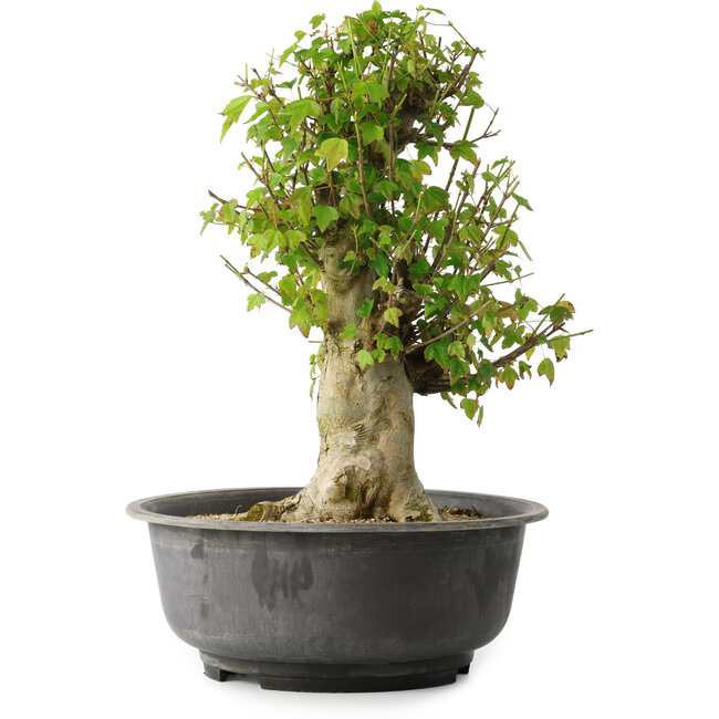 Acer buergerianum, 40,5 cm, ± 35 ans, avec un nebari de 18 cm