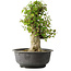 Acer buergerianum, 40,5 cm, ± 35 años, con un nebari de 18 cm