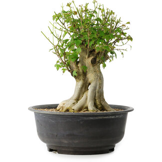 Acer buergerianum, 34,5 cm, ± 35 años