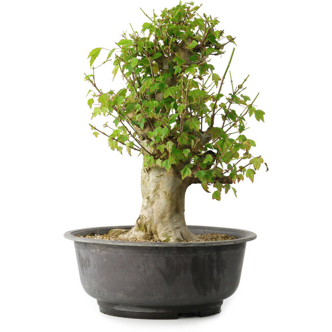 Acer buergerianum, 40,5 cm, ± 35 ans, avec un nebari de 18 cm