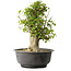 Acer buergerianum, 40,5 cm, ± 35 años, con un nebari de 18 cm