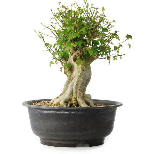 Acer buergerianum, 34,5 cm, ± 35 años, con un nebari de 18,5 cm