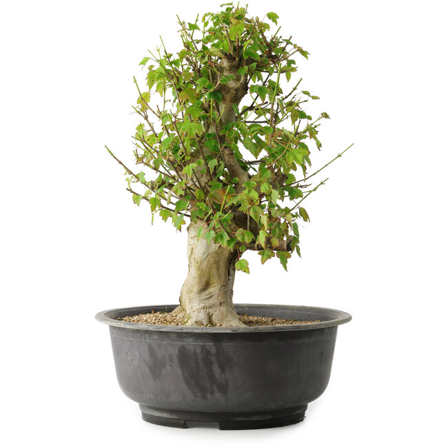 Acer buergerianum, 40,5 cm, ± 35 jaar oud, met een nebari van 18 cm
