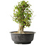 Acer buergerianum, 40,5 cm, ± 35 años, con un nebari de 18 cm