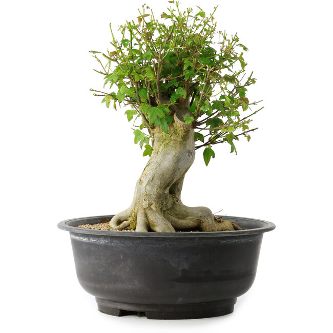 Acer buergerianum, 34,5 cm, ± 35 anni, con un nebari di 18,5 cm