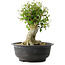 Acer buergerianum, 34,5 cm, ± 35 jaar oud, met een nebari van 18,5 cm
