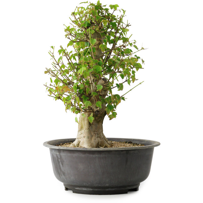 Acer buergerianum, 40,5 cm, ± 35 ans, avec un nebari de 18 cm