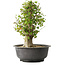 Acer buergerianum, 40,5 cm, ± 35 anni, con un nebari di 18 cm