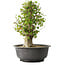 Acer buergerianum, 40,5 cm, ± 35 años, con un nebari de 18 cm
