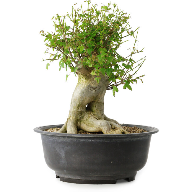 Acer buergerianum, 34,5 cm, ± 35 años, con un nebari de 18,5 cm