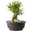 Acer buergerianum, 34,5 cm, ± 35 jaar oud, met een nebari van 18,5 cm
