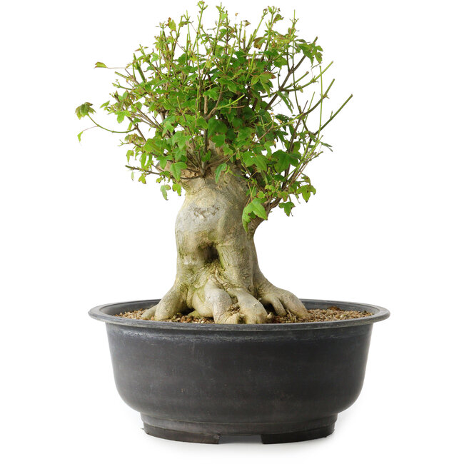 Acer buergerianum, 34,5 cm, ± 35 anni, con un nebari di 18,5 cm