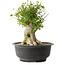 Acer buergerianum, 34,5 cm, ± 35 jaar oud, met een nebari van 18,5 cm