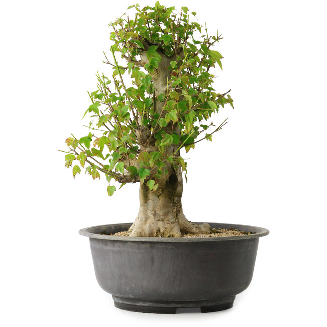 Acer buergerianum, 40,5 cm, ± 35 jaar oud, met een nebari van 18 cm