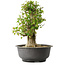 Acer buergerianum, 40,5 cm, ± 35 años, con un nebari de 18 cm