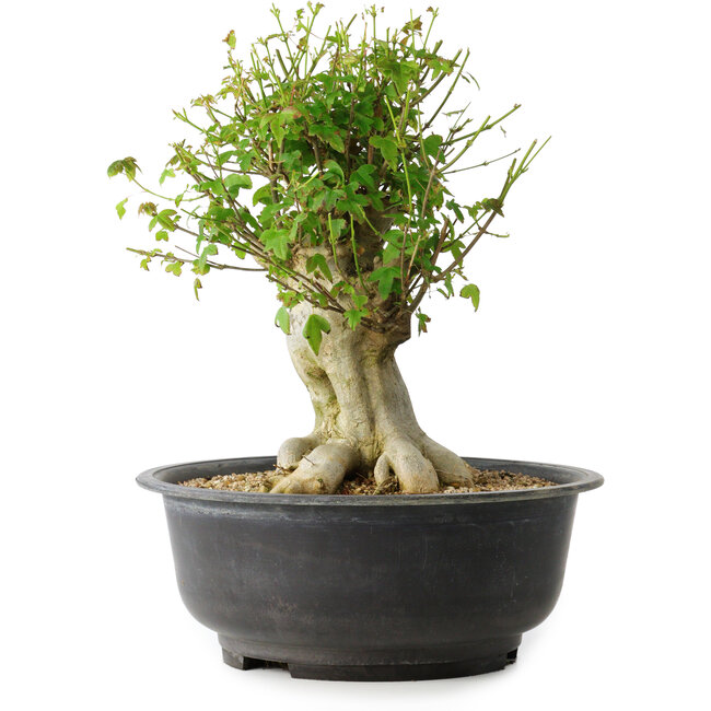 Acer buergerianum, 34,5 cm, ± 35 anni, con un nebari di 18,5 cm