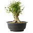 Acer buergerianum, 34,5 cm, ± 35 jaar oud, met een nebari van 18,5 cm