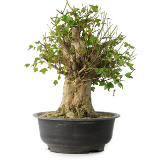 Acer buergerianum, 43 cm, ± 35 años