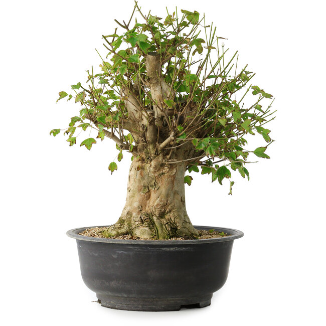 Acer buergerianum, 43 cm, ± 35 anni, con un nebari di 18,5 cm