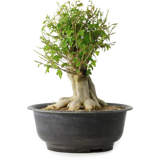 Acer buergerianum, 34,5 cm, ± 35 anni, con un nebari di 18,5 cm