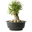Acer buergerianum, 34,5 cm, ± 35 jaar oud, met een nebari van 18,5 cm