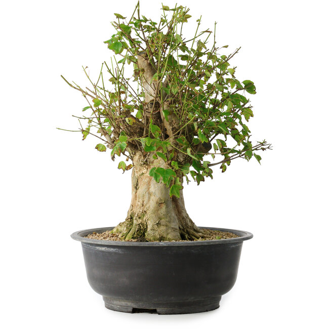 Acer buergerianum, 43 cm, ± 35 years old, with a nebari of 18,5 cm