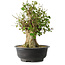 Acer buergerianum, 43 cm, ± 35 jaar oud, met een nebari van 18,5 cm