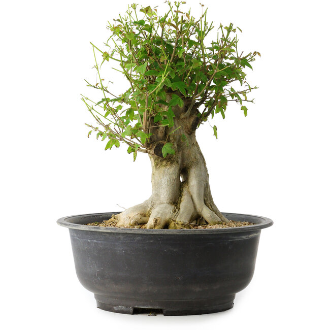 Acer buergerianum, 34,5 cm, ± 35 anni, con un nebari di 18,5 cm