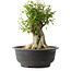 Acer buergerianum, 34,5 cm, ± 35 jaar oud, met een nebari van 18,5 cm