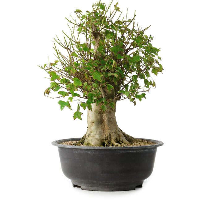 Acer buergerianum, 43 cm, ± 35 años, con un nebari de 18,5 cm