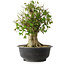 Acer buergerianum, 43 cm, ± 35 jaar oud, met een nebari van 18,5 cm