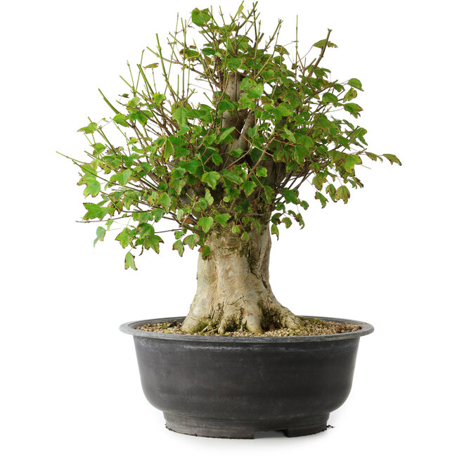 Acer buergerianum, 43 cm, ± 35 años, con un nebari de 18,5 cm