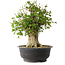 Acer buergerianum, 43 cm, ± 35 jaar oud, met een nebari van 18,5 cm